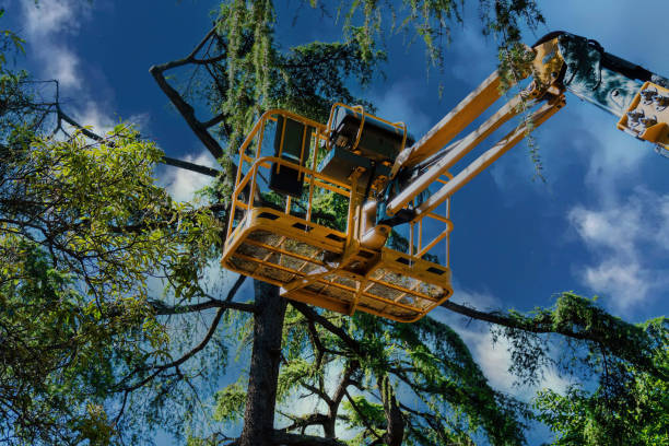 Reliable Dillingham, AK Tree Care  Solutions